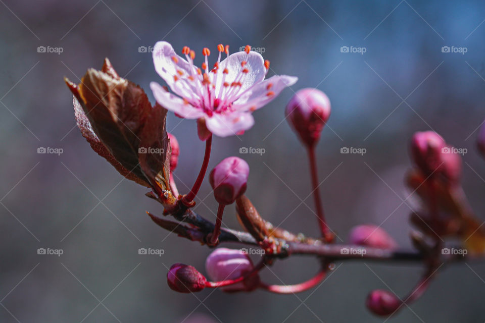 spring flowers