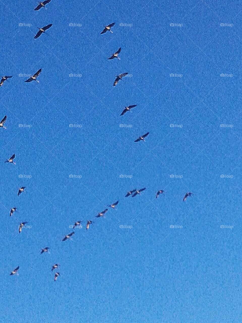 Sandhill Cranes-Wings over Wilcox