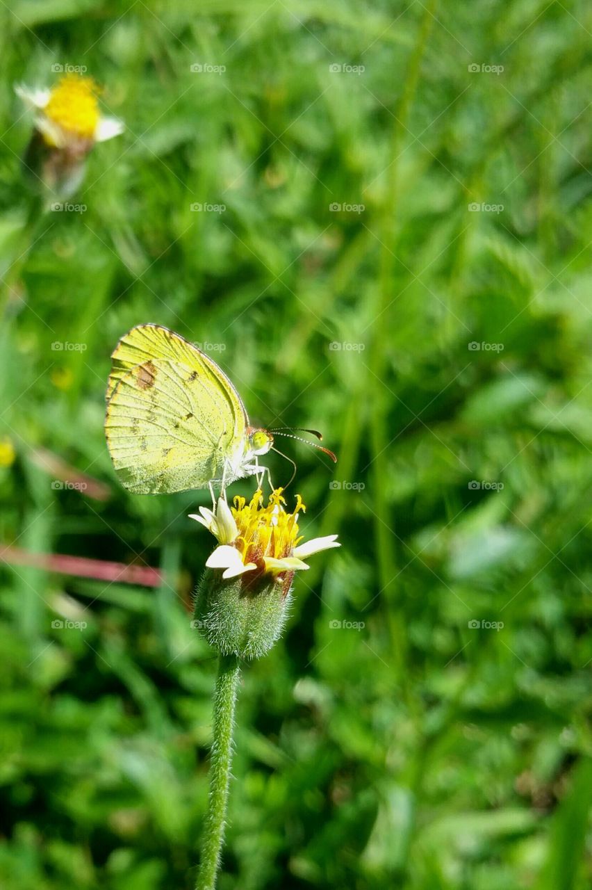 yellow tiny butterfly ascia monuste eubotea