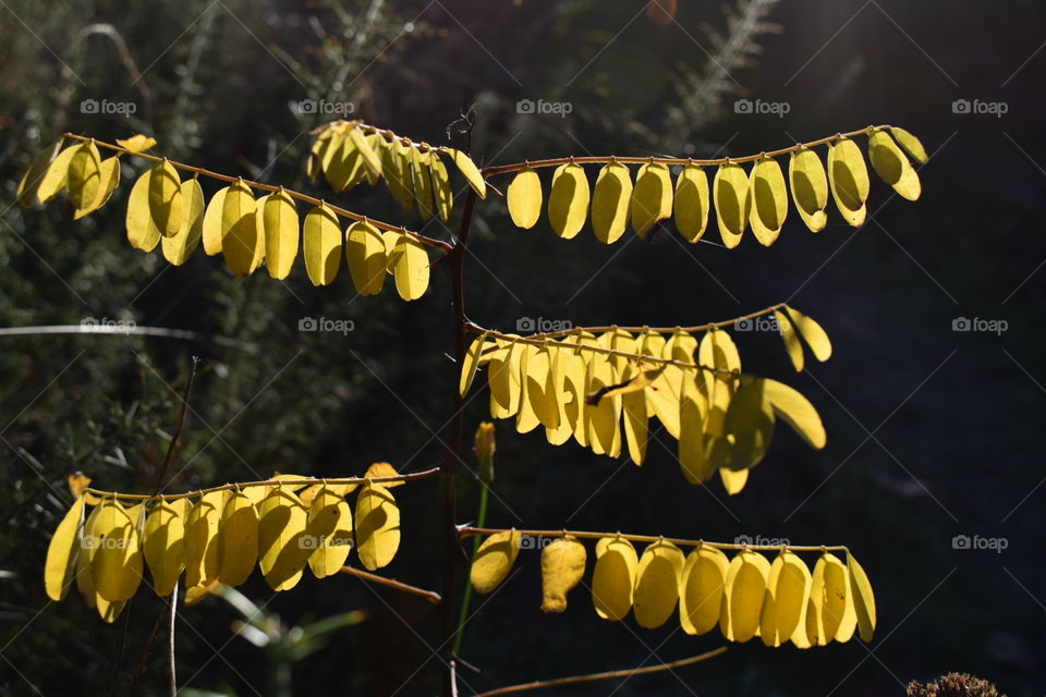 Yellow leafs in the sun