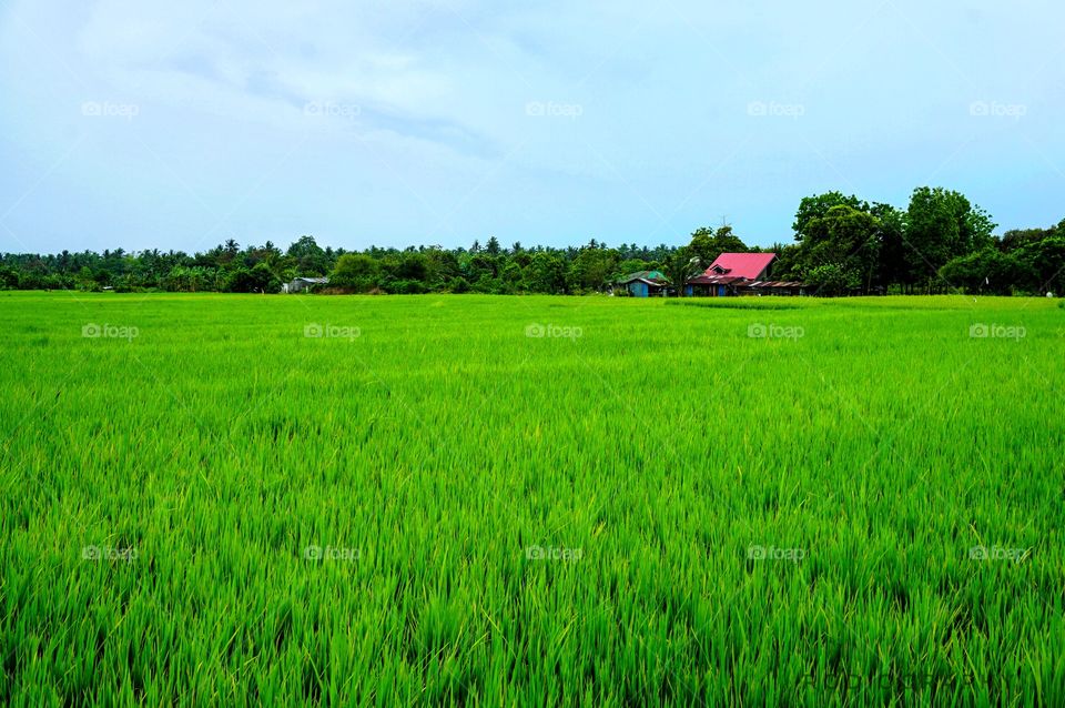 rice fields