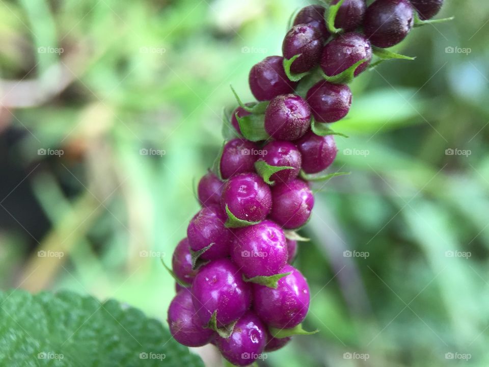 Lantana trifolia 