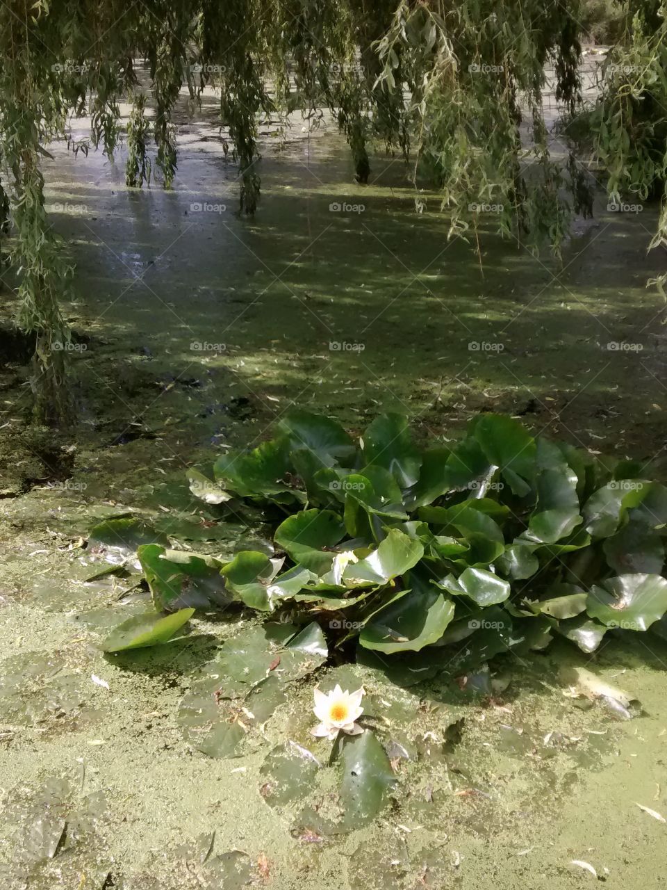Lillypad Pond