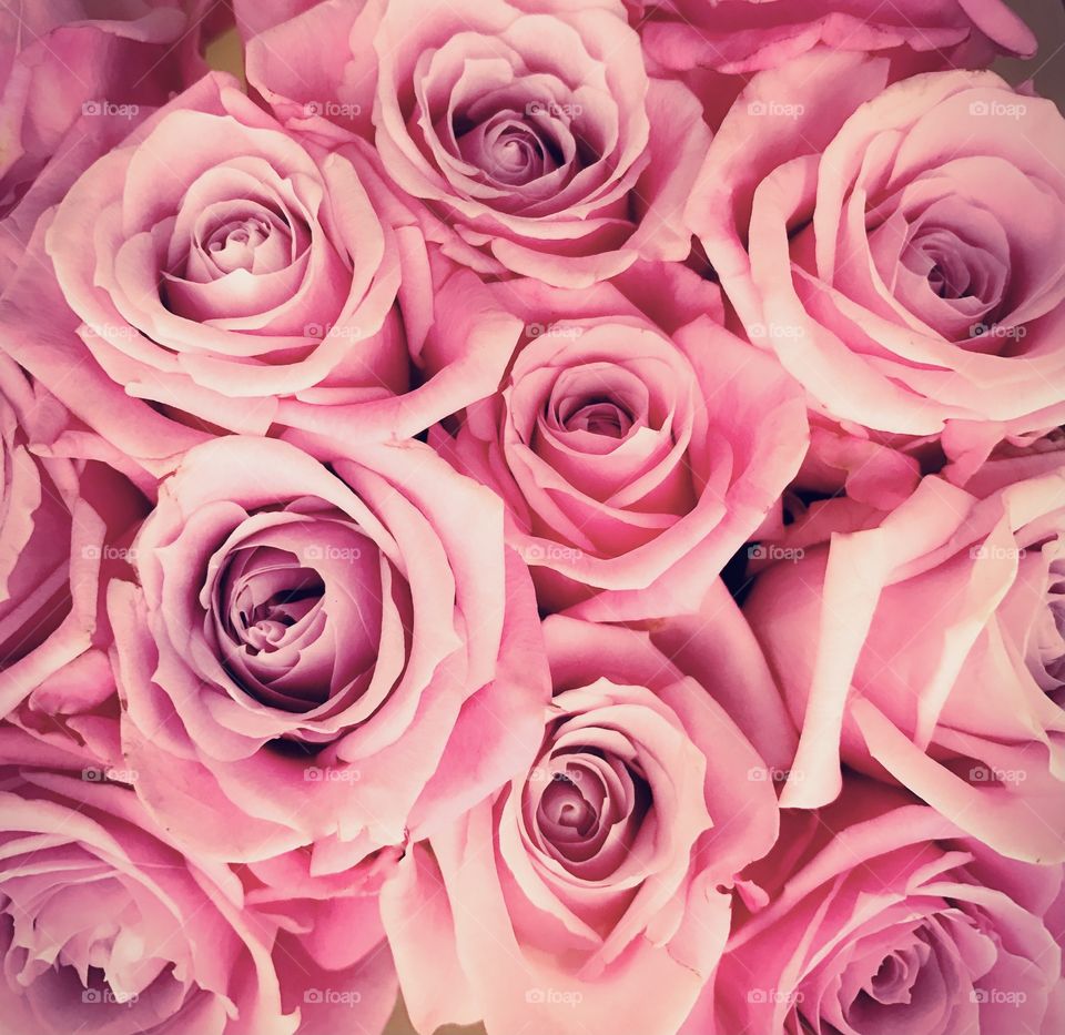pretty pink roses