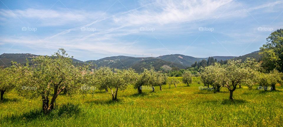 An olive grove full of trees, grass and wildflowers with hills in the background 