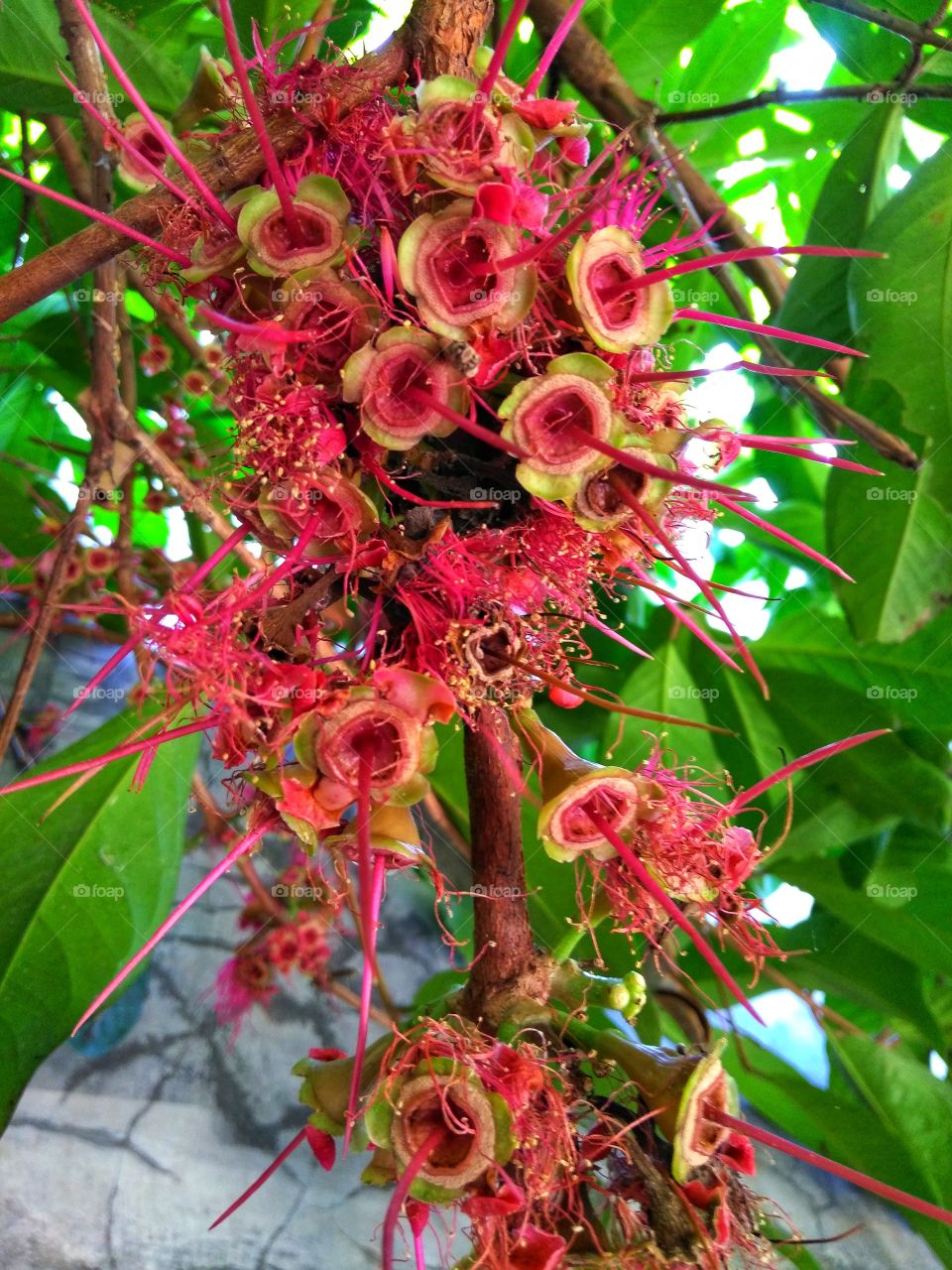 The pollen is pretty and interesting