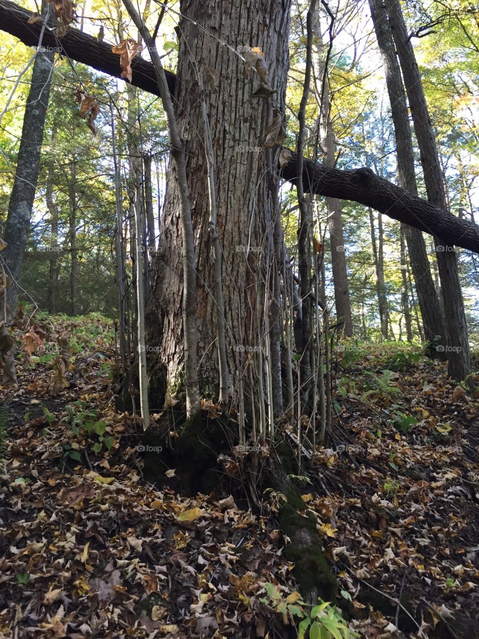 Weird tree with many stems growing upward 