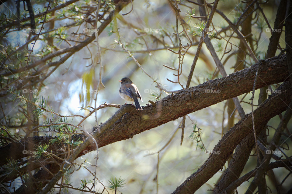 Small bird 