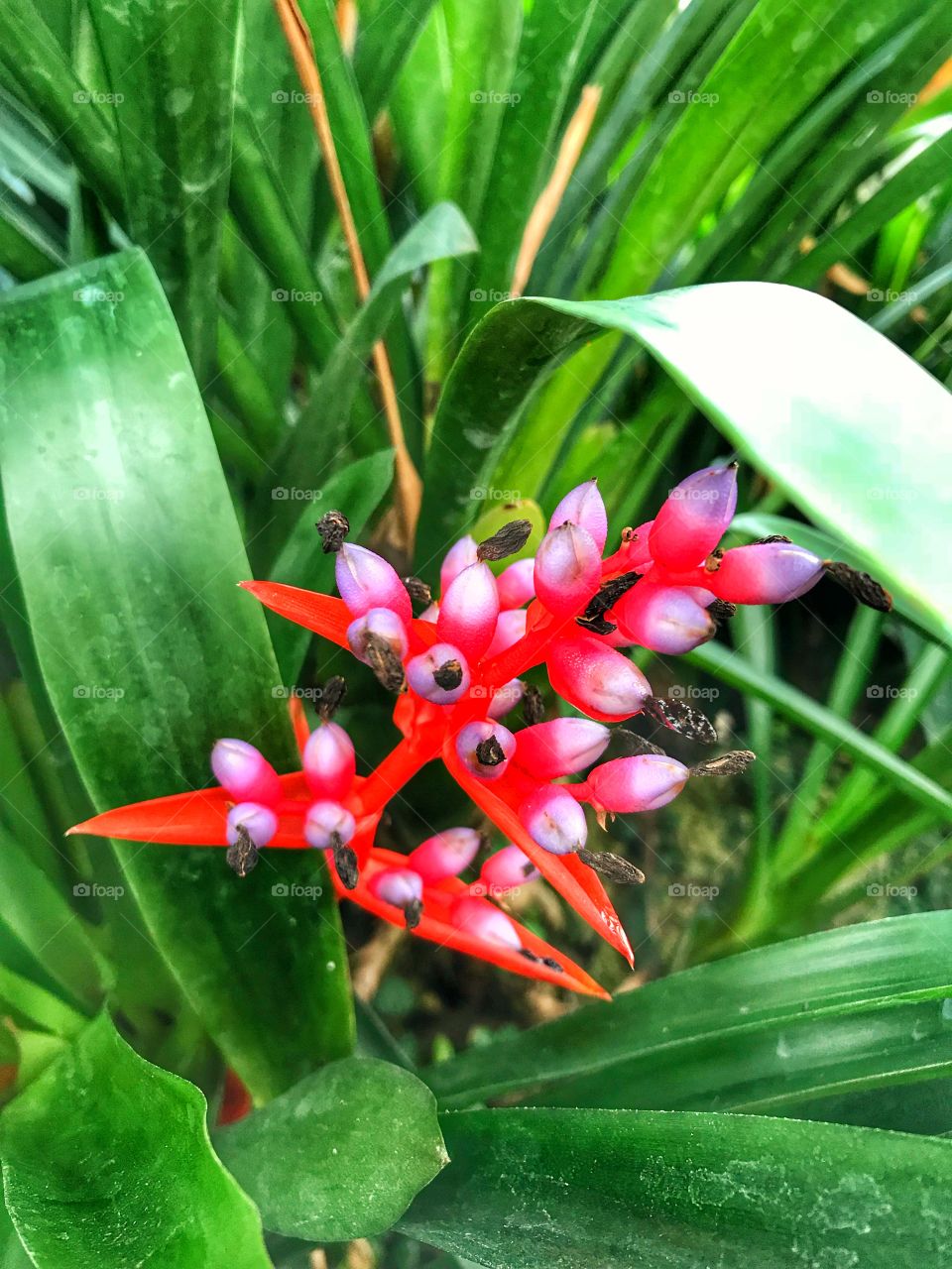 Bromeliad 