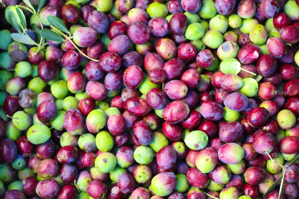 Close up of freshly harvested olives ready for processing into olive oil