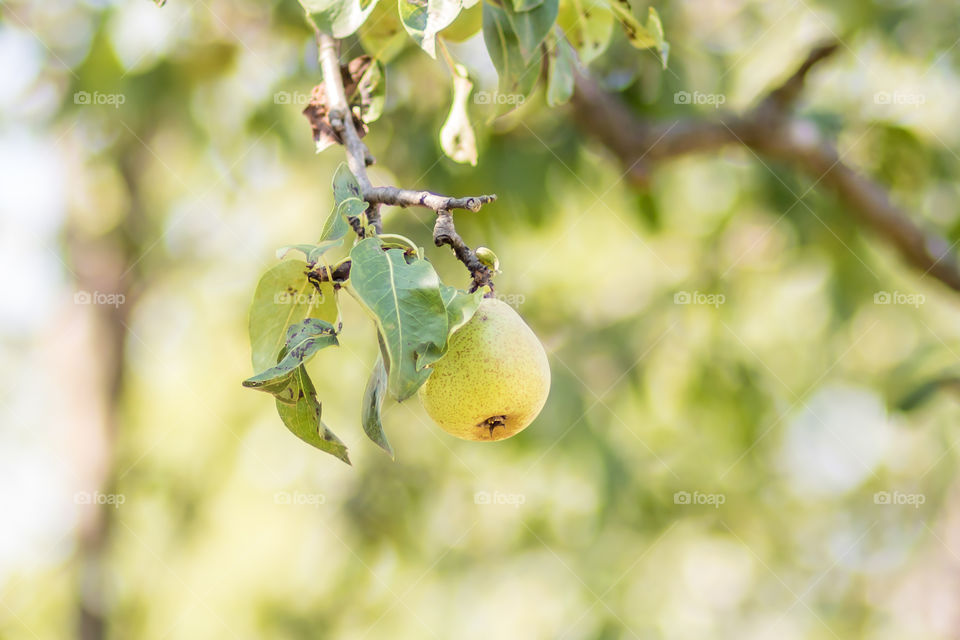 Selective focus to the pear fruit on the branch at the green background.