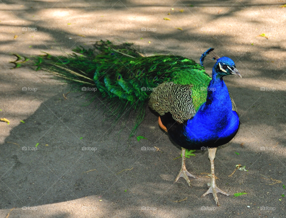 bronx ny bird colorful peacock by delvec