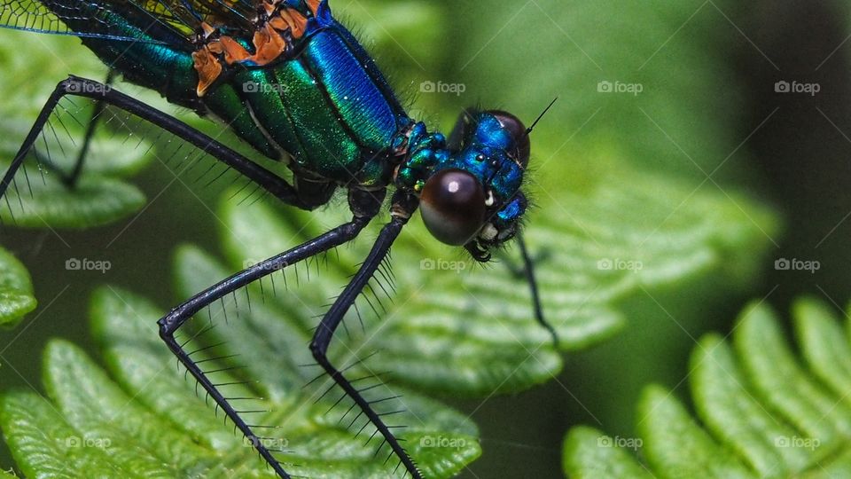 Caballito del Diablo