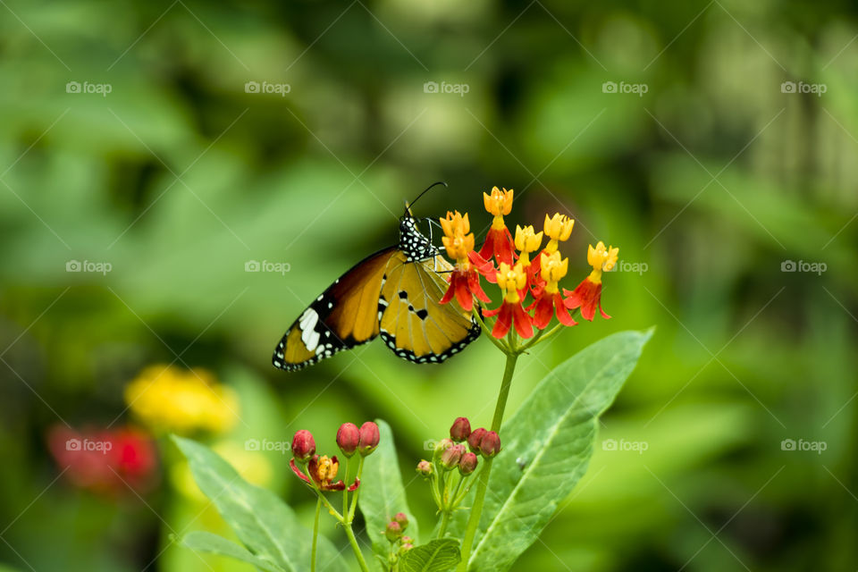 I am walking in butterfly garden, butterfly on flower are eating honey.