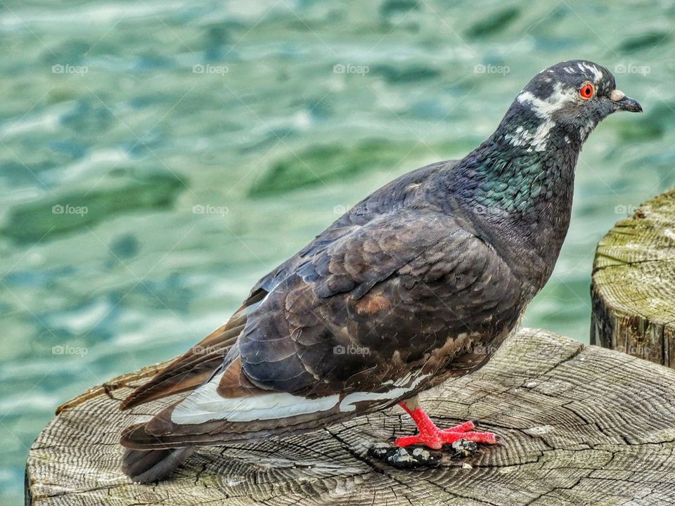 city pigeon