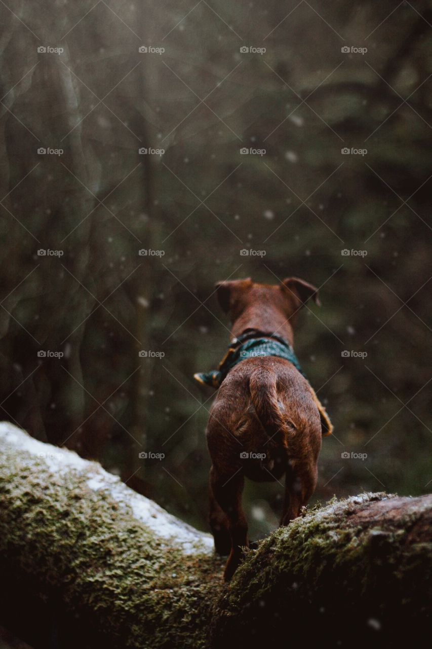 Small terrier on lightly snow covered fallen tree