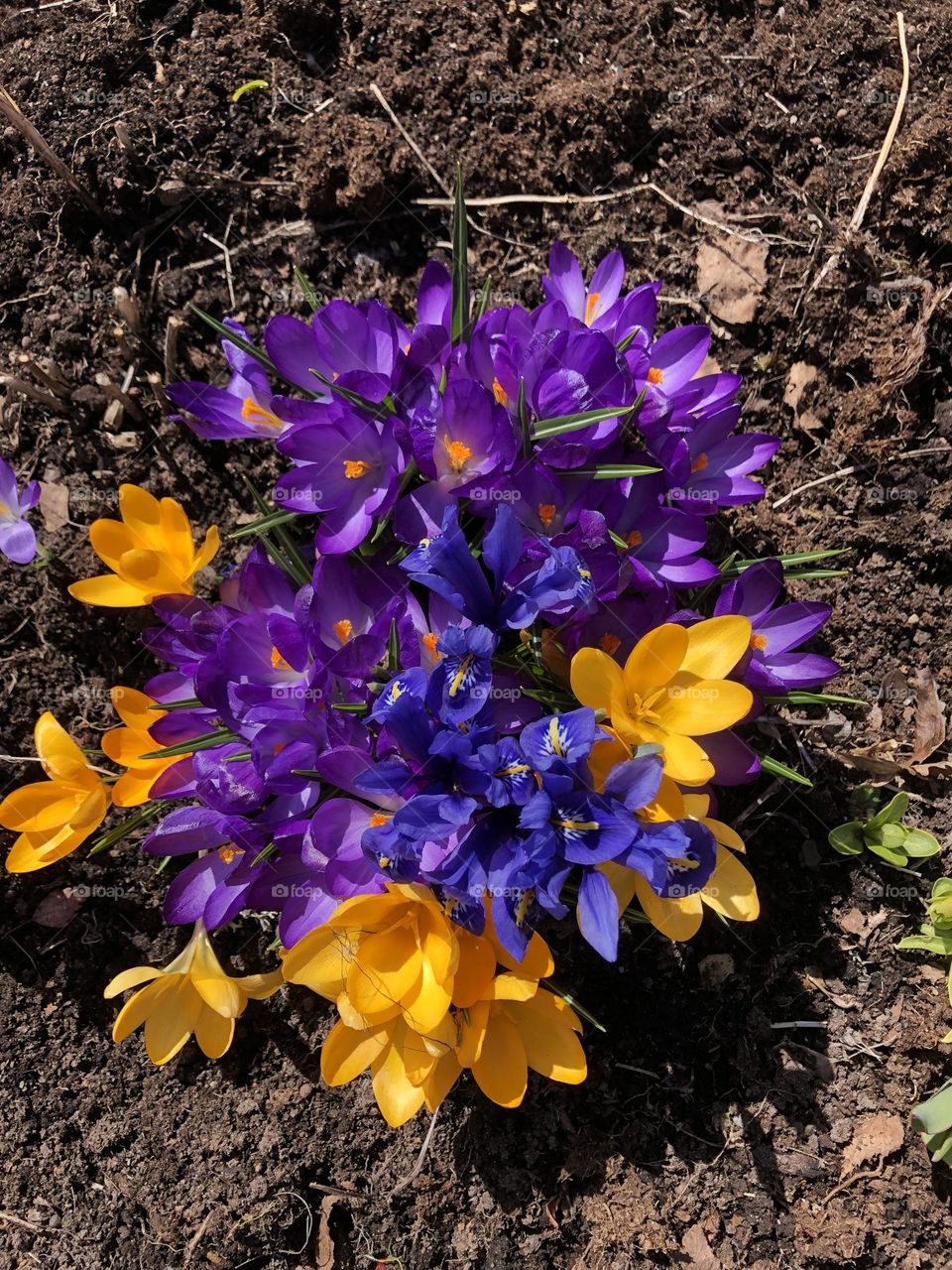 Spring flowers