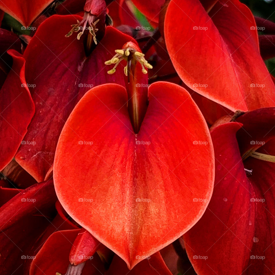 Red flowers