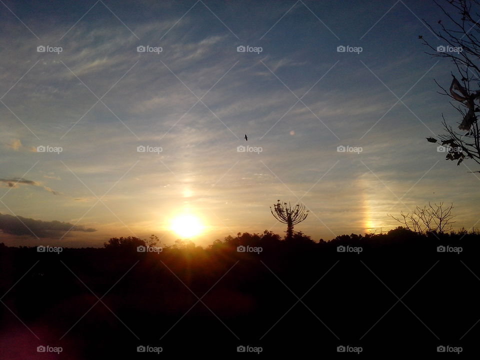 Silhouette of bird flying in sky