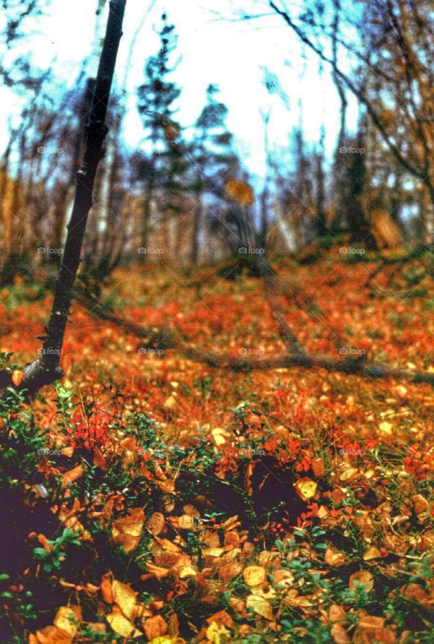 Transparency of northern autumn