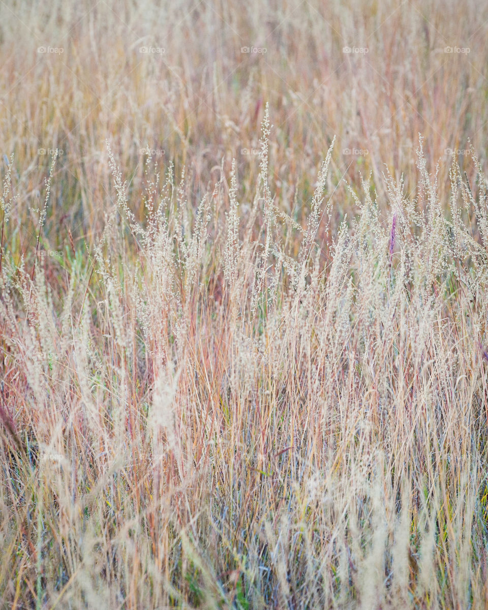 Field of colorful wild grass Northern Arizona 