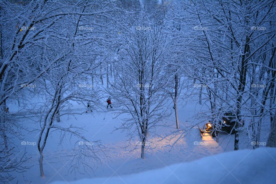 Winter, Snow, Cold, Tree, Weather