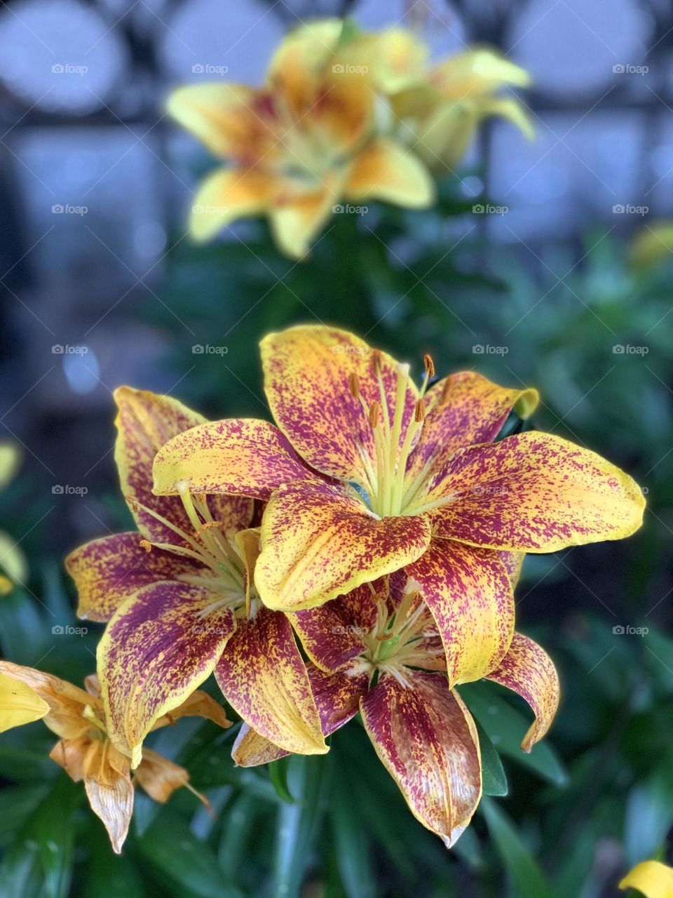 Flower blossoms of orange daylily 