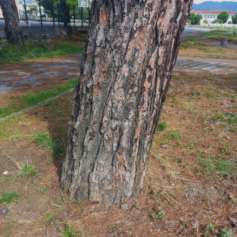 Near a big tree in fall