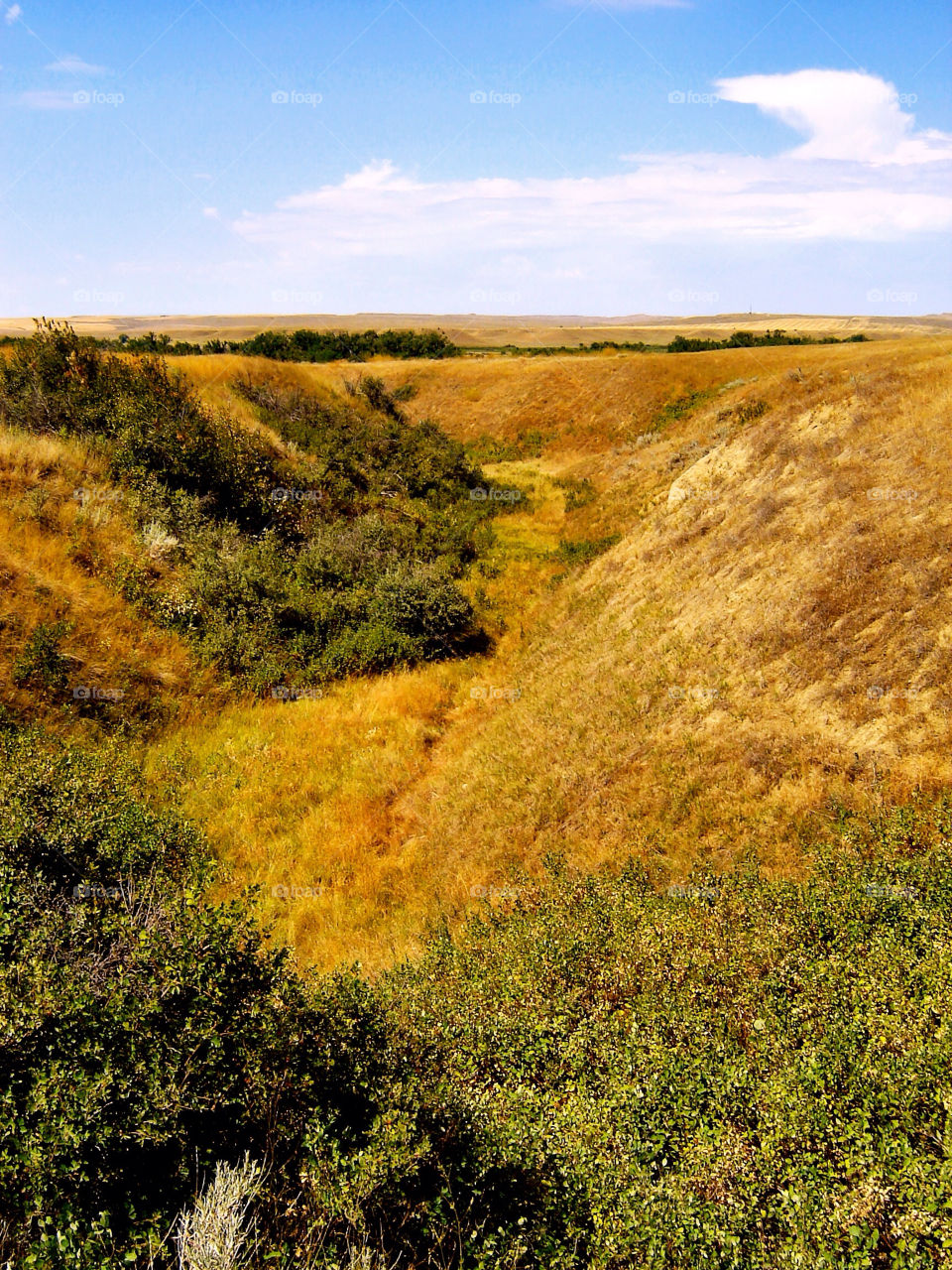 united states field plants flora by refocusphoto