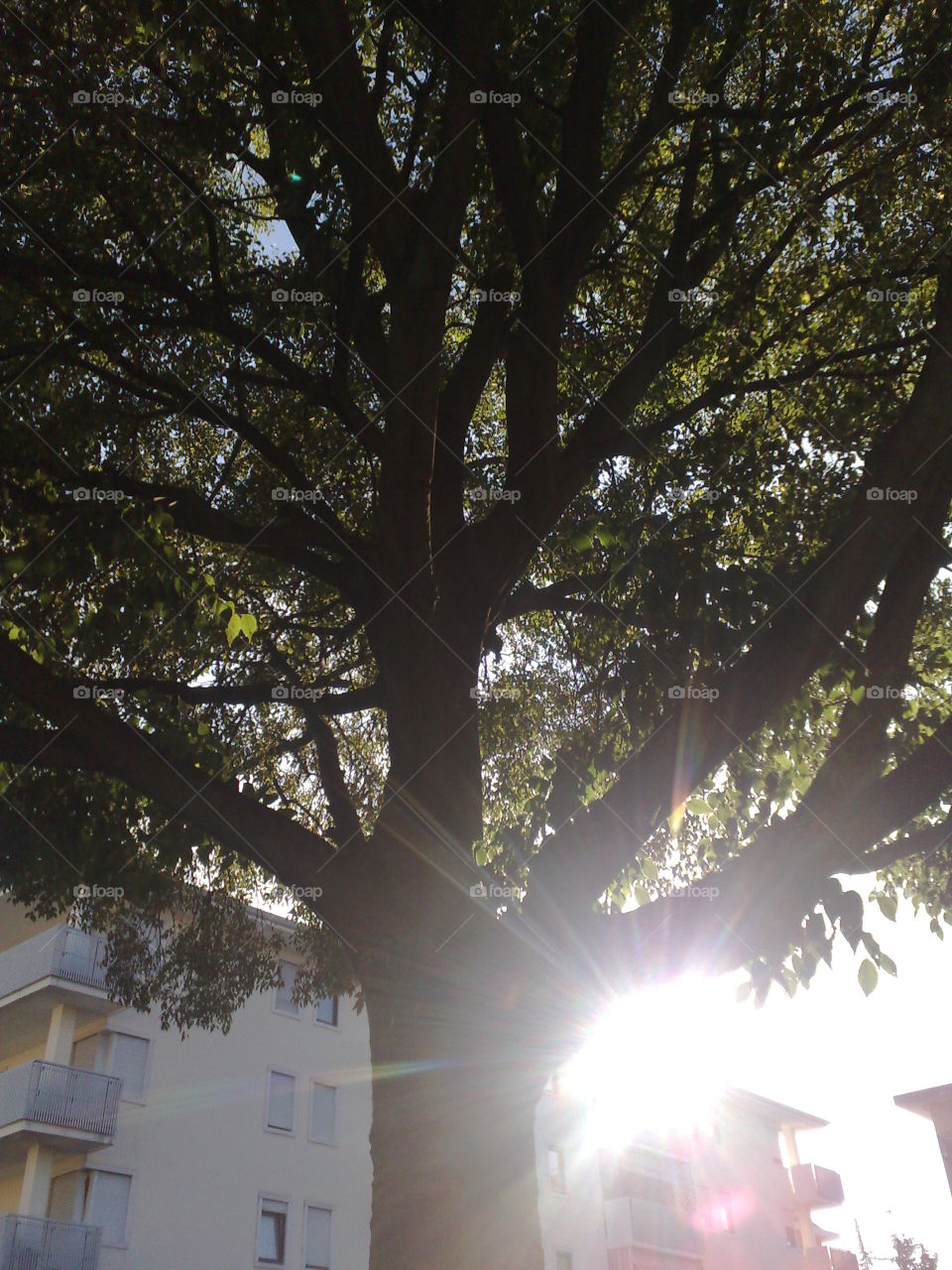 tree and sunlight