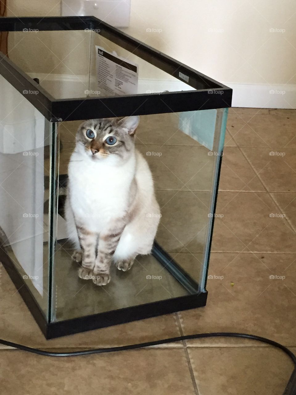Maven, mavening in a fish tank.