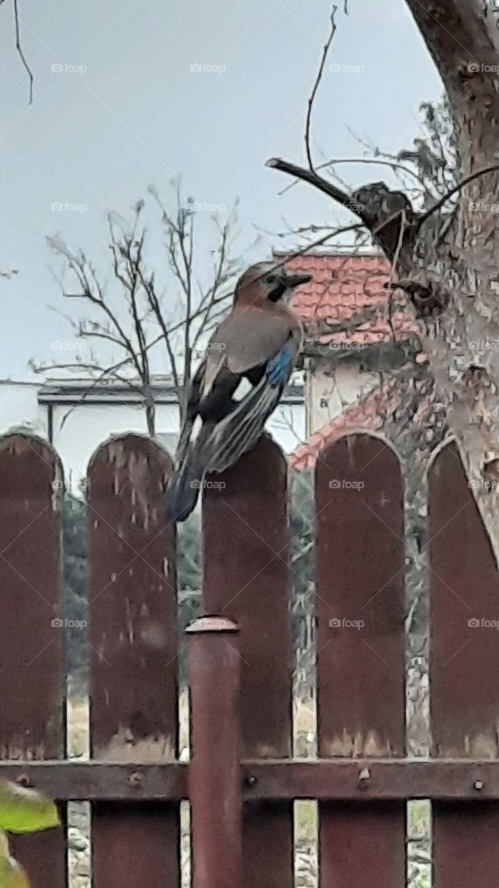 Jay sitting on the fence in winter garden