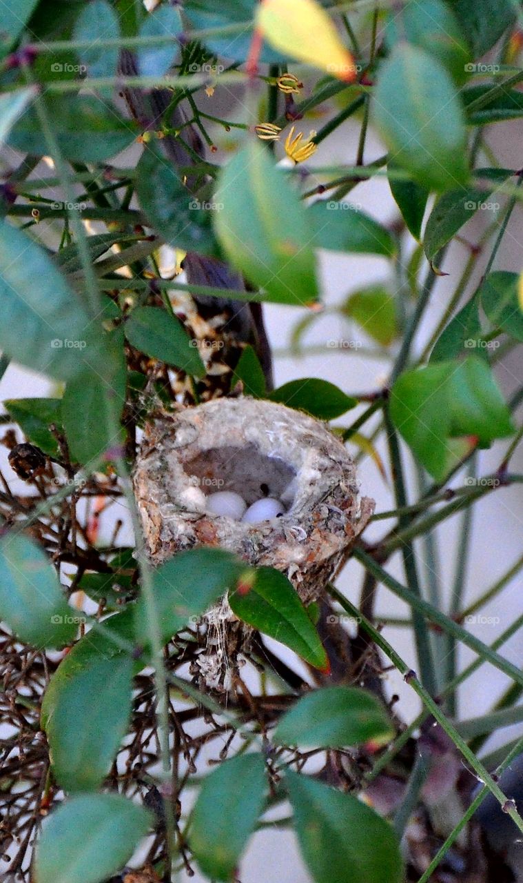 Hummingbird nest with eggs