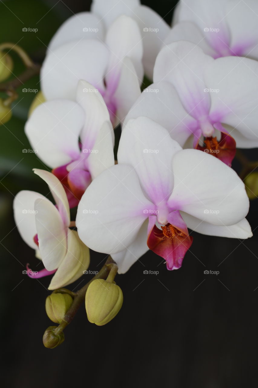 Flower, Nature, Flora, Orchids, Leaf