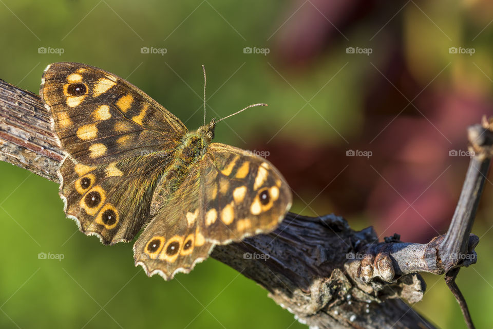 Butterfly on a vineyard