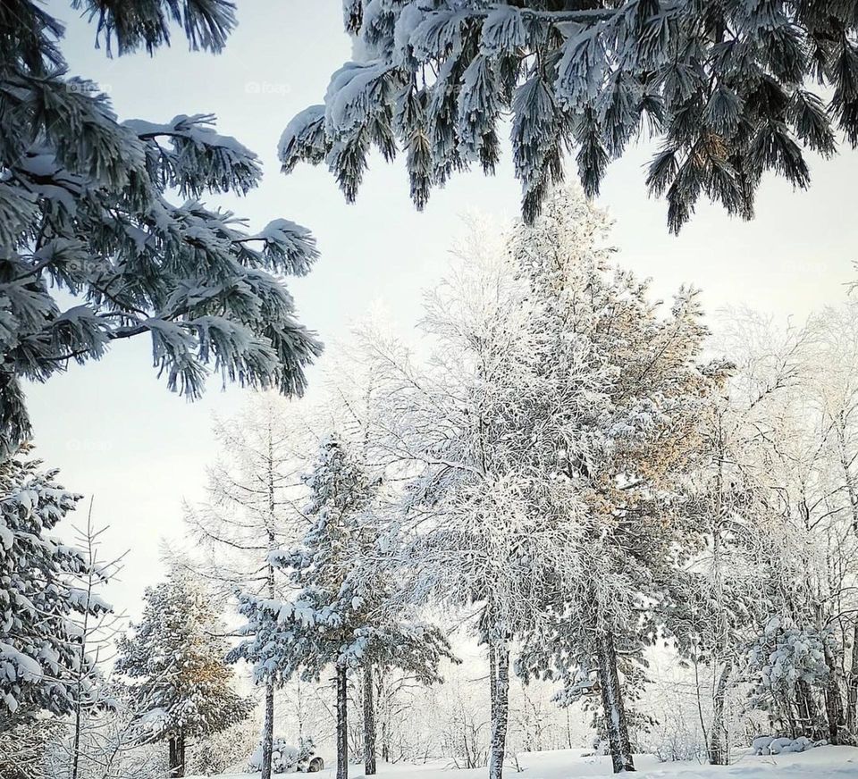 Зимняя сказка