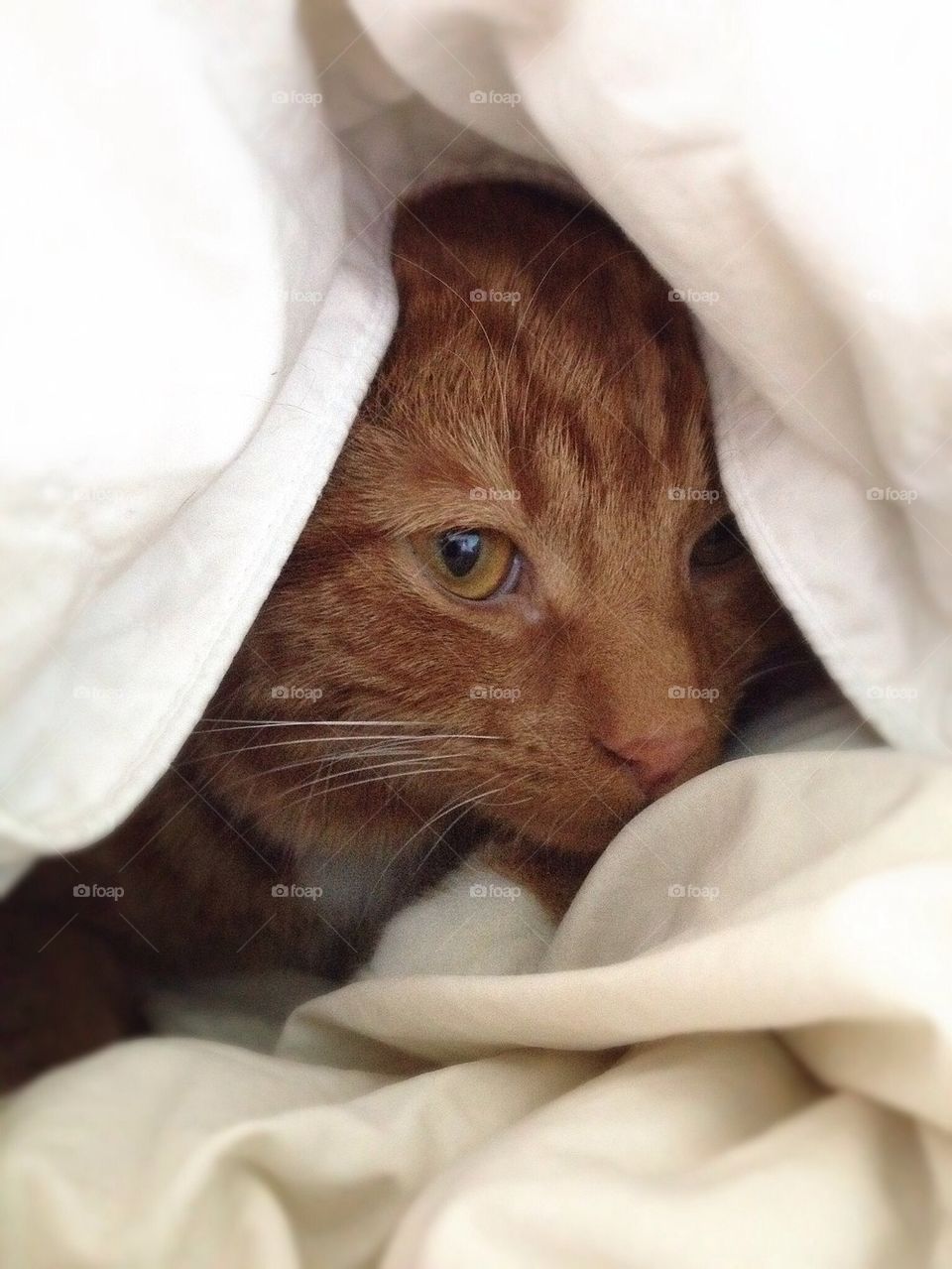 Under the duvet