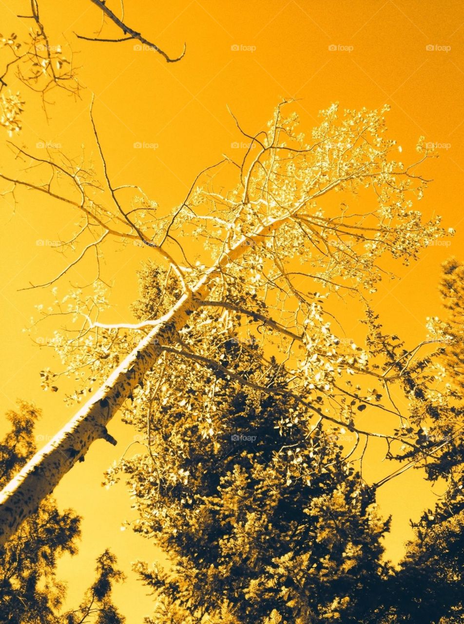 Yellow sky. Aspen tree in the yellow sky