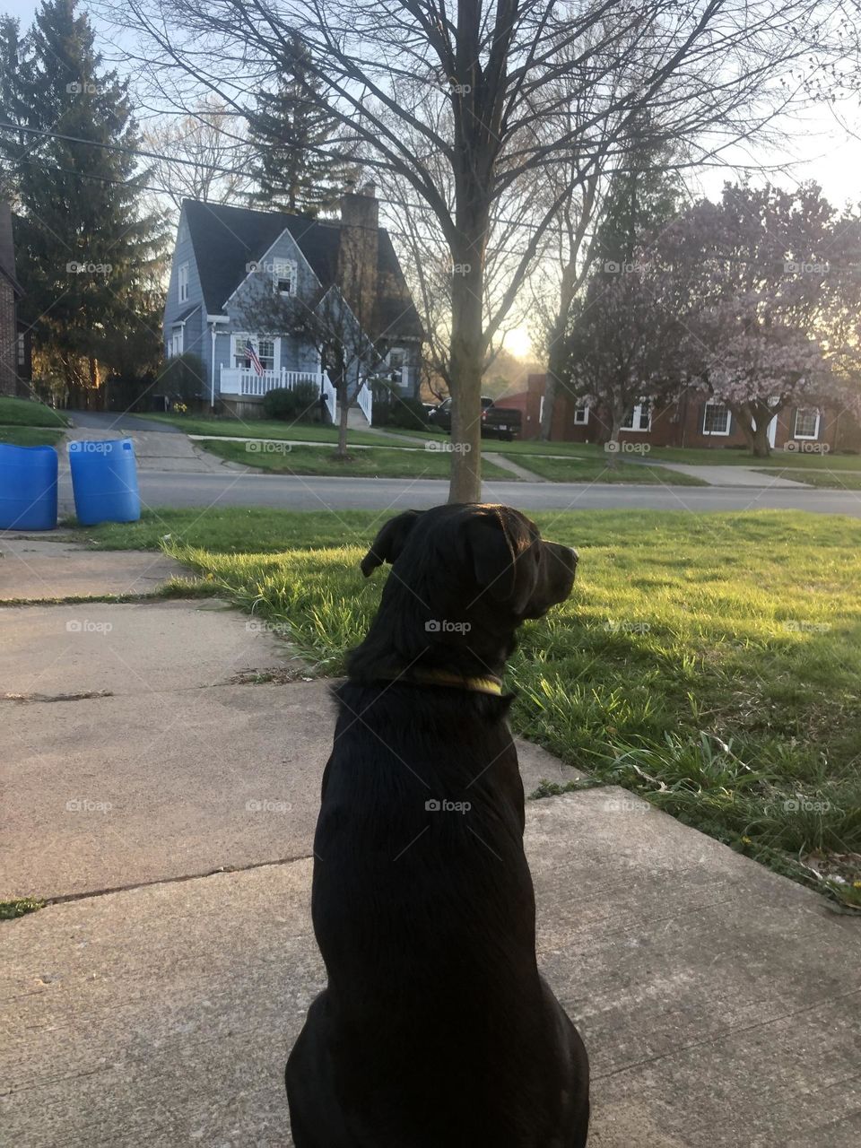 A black lab looking off into the sunset on a spring day