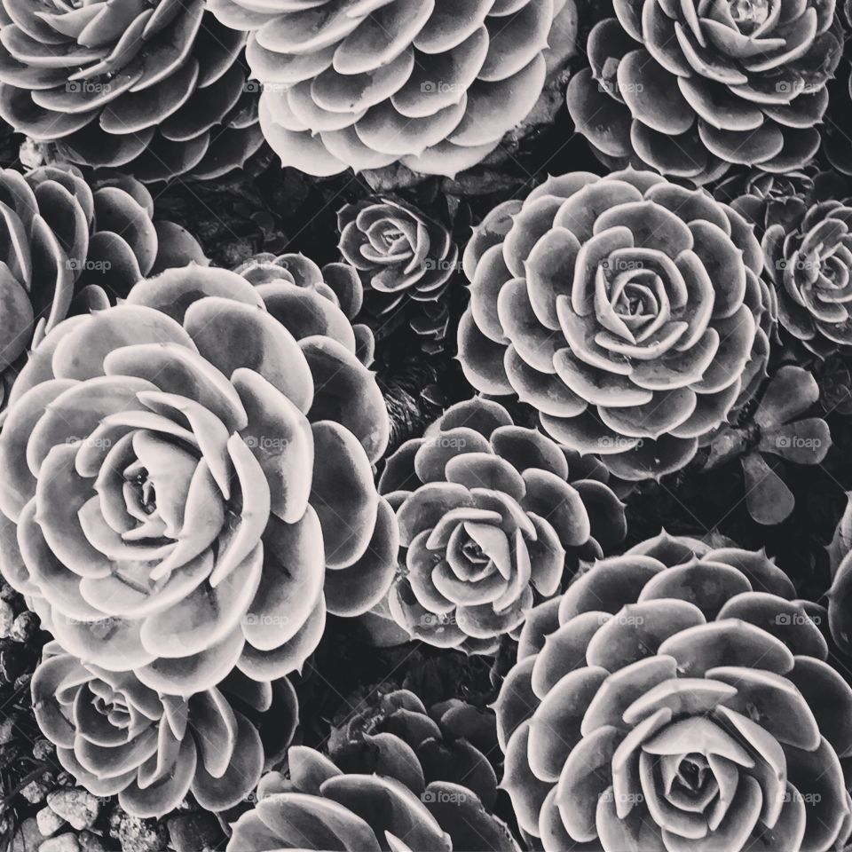 Black and white succulents 