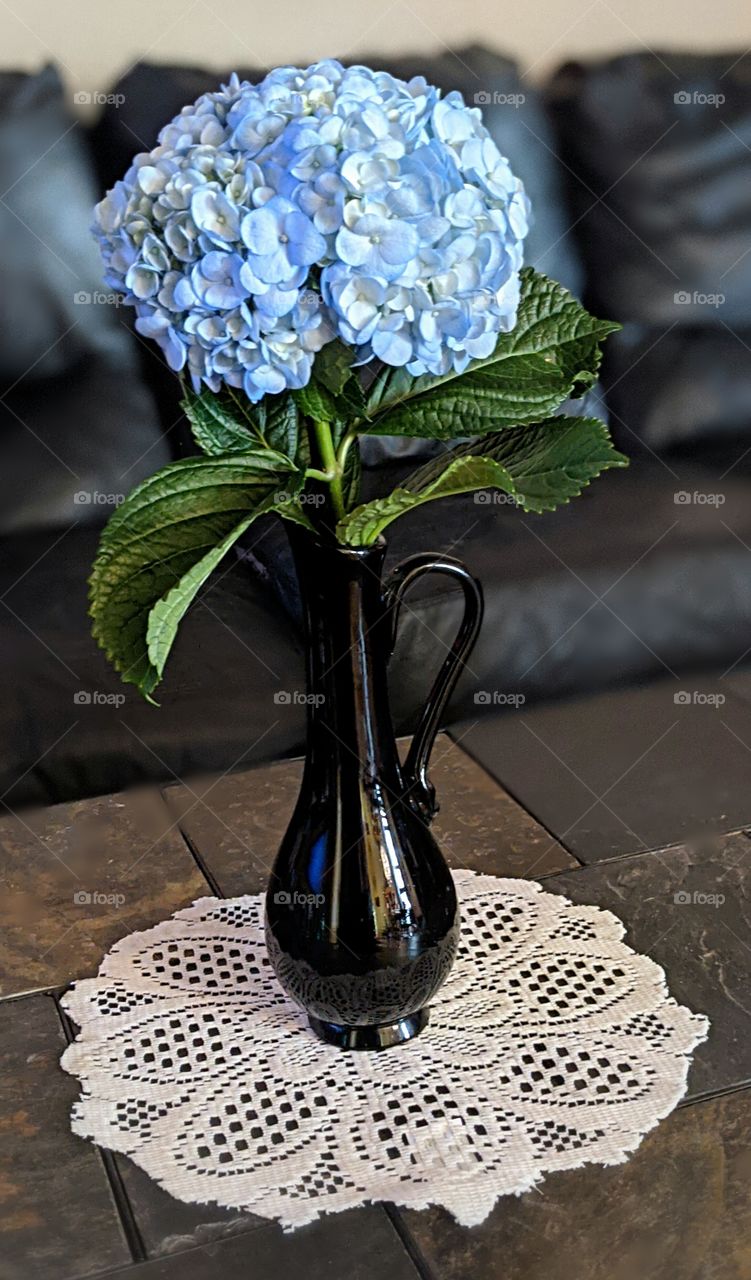 Blue Hydrangea