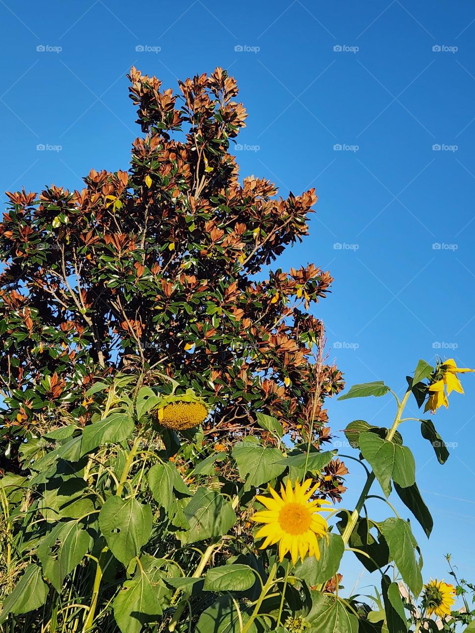 Sunflowers & Fall Leaves