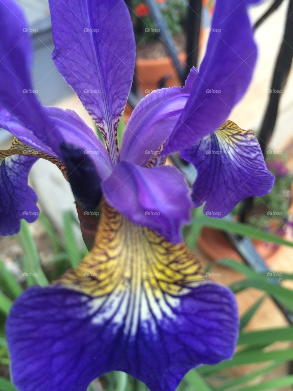 Unique Iris 