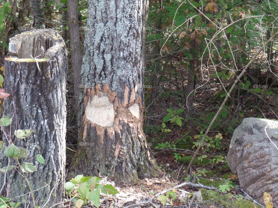 Drummond Island, Michigan 