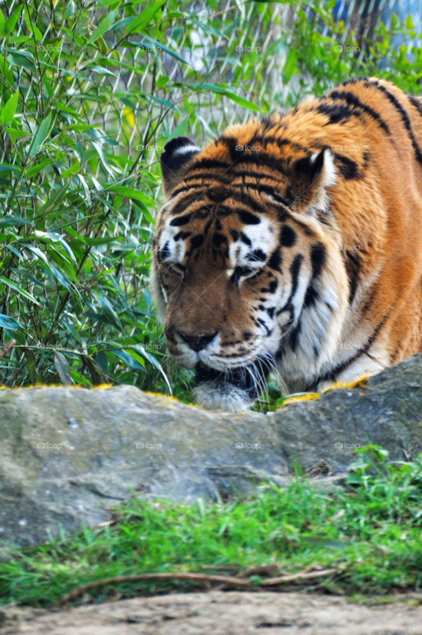tiger big cat bengal tiger marwell zoo by welshdragon