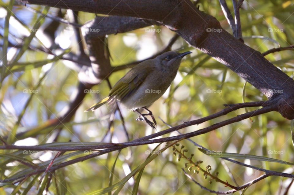 Hovering bird