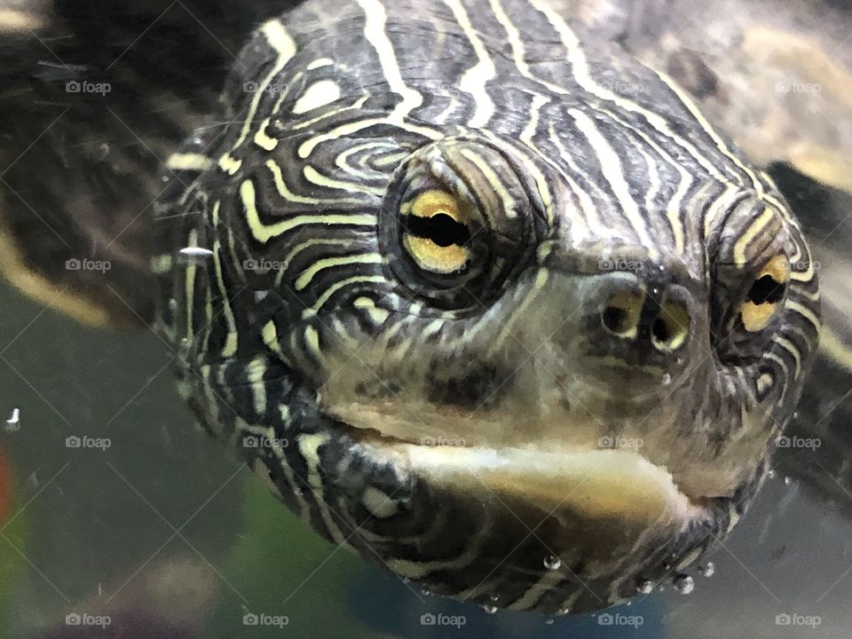 Turtle face