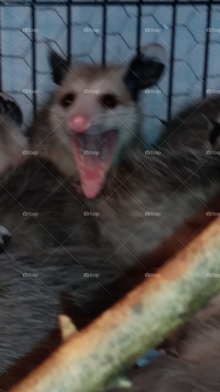 oppossum mouth