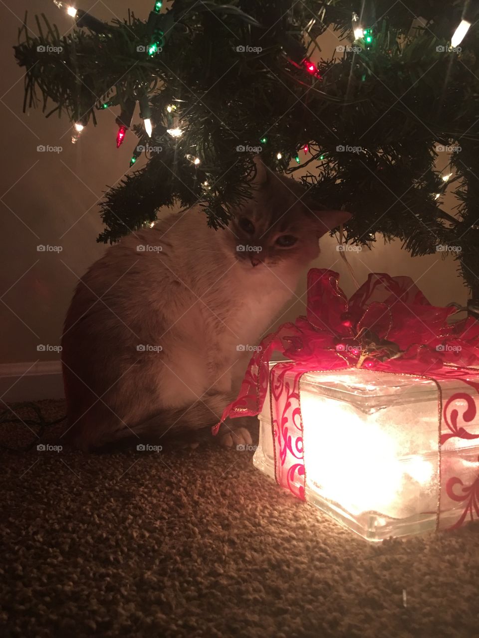 Kitty under the Christmas Tree