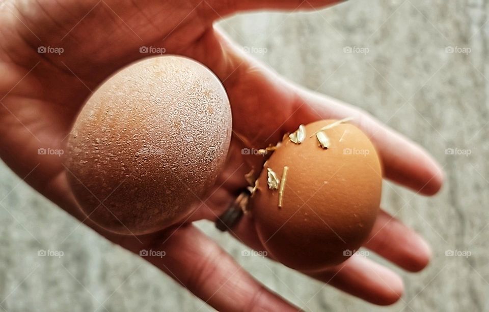 First eggs from the new hens